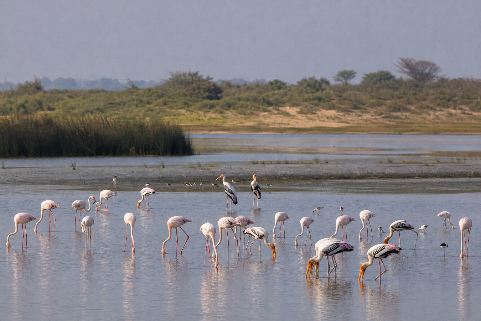 Southern Sri Lankan coastal wetland near beach bar country