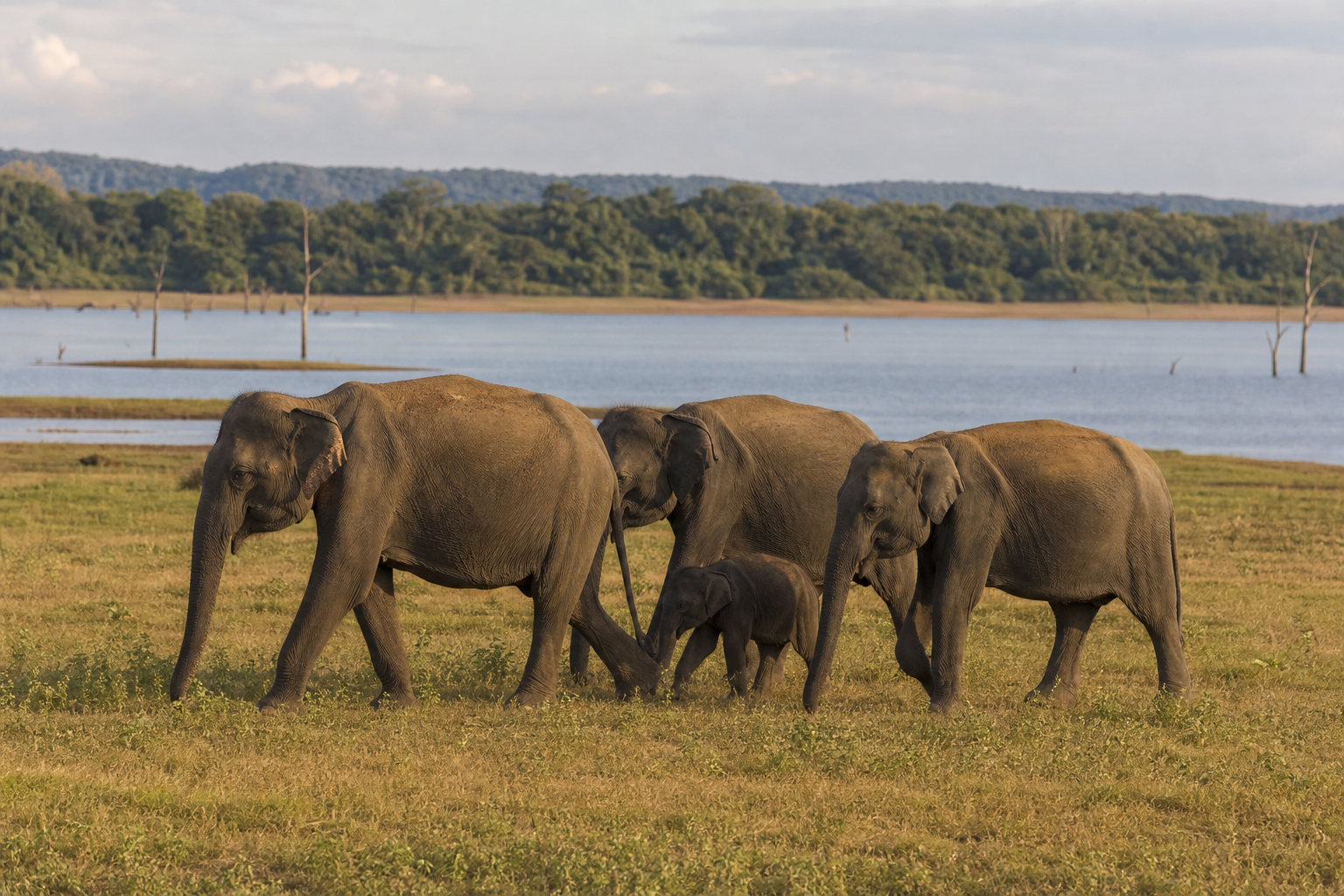 Elephant herd near the reservoir at Udawalawe