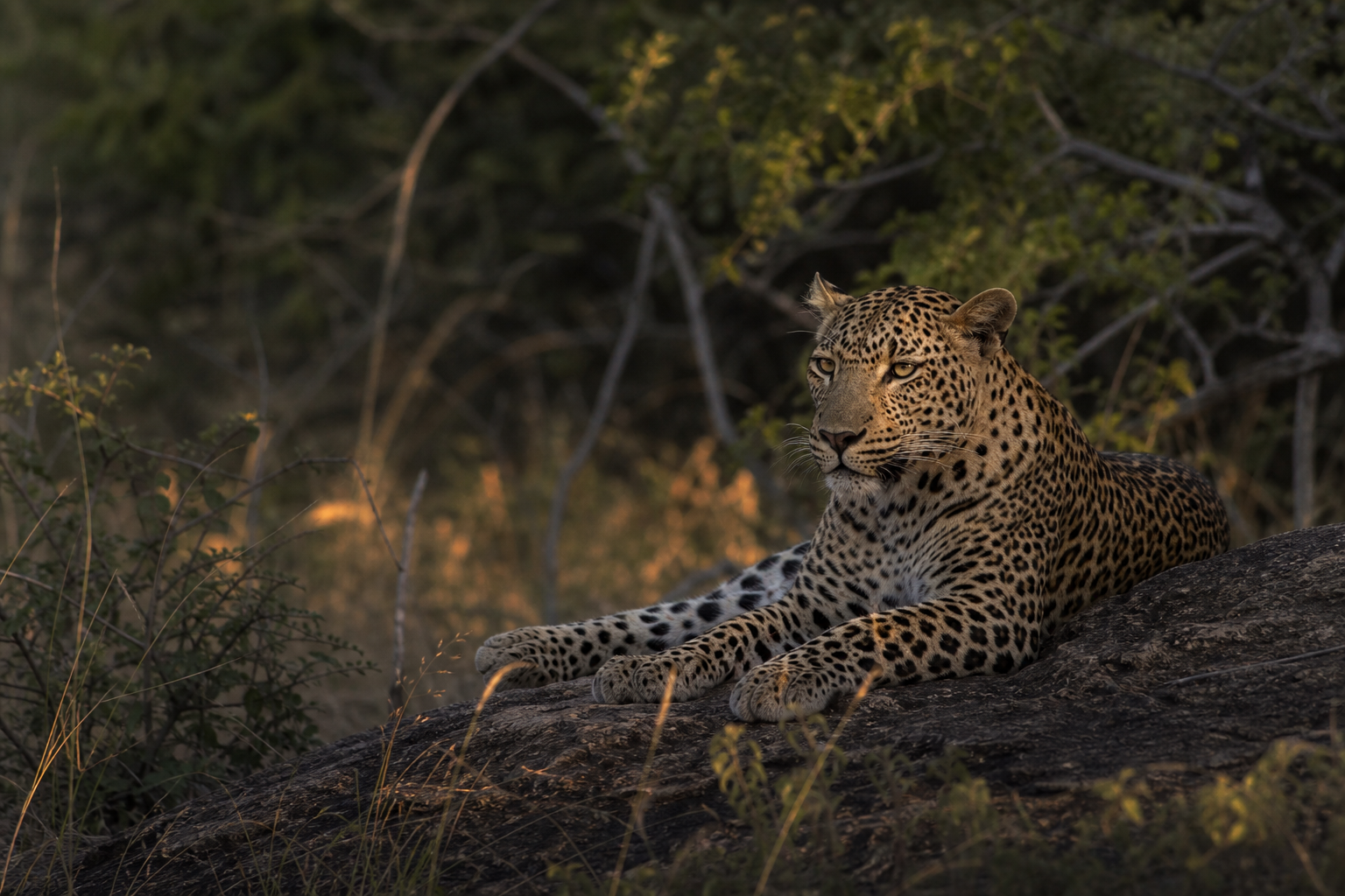 Leopard sighting in Yala dry forest scrub