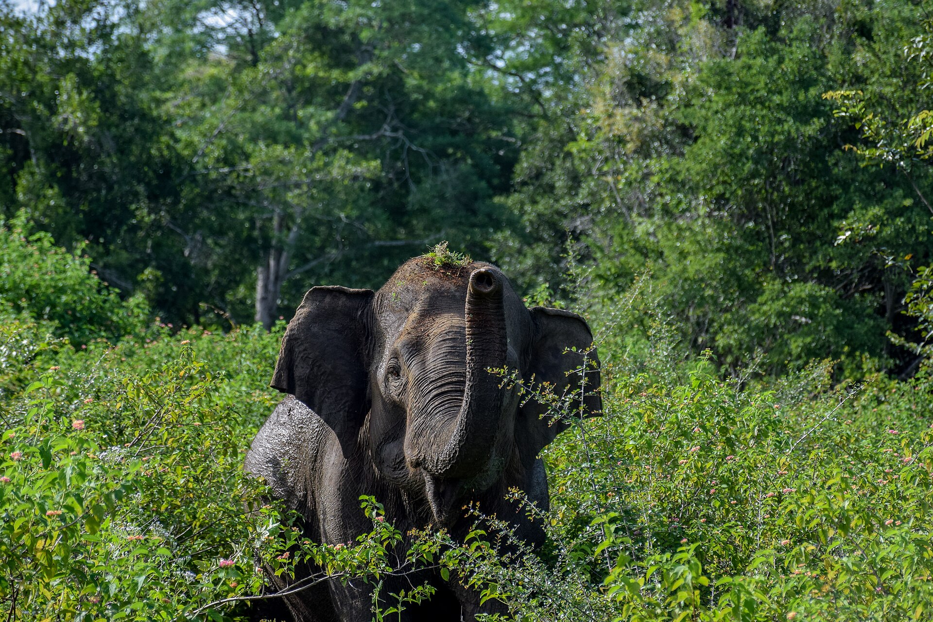 Asian elephant emerging from thick Udawalawe scrub during a safari drive