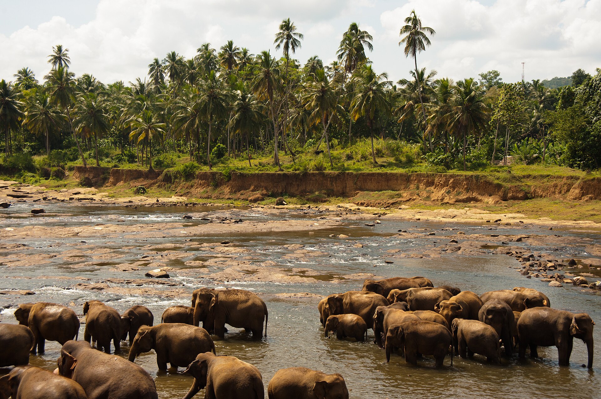 Sri Lankan elephant herd gathered in shallow water