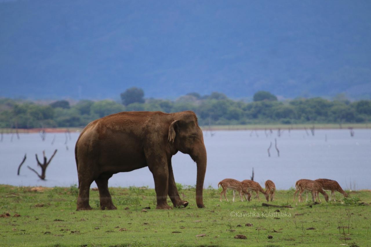 Asian elephant and spotted deer beside the Udawalawe Reservoir