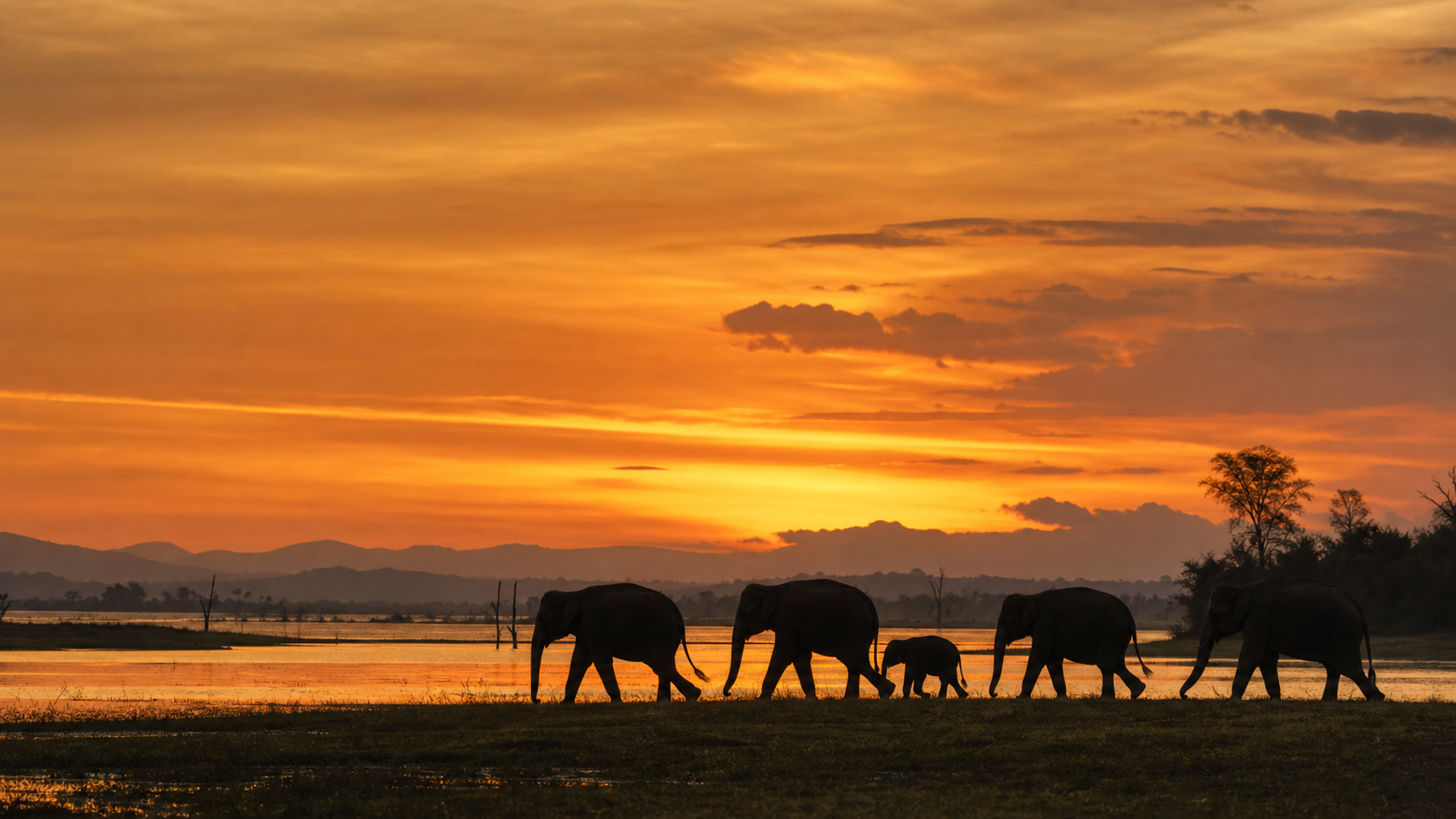 Elephants at sunset near Udawalawe National Park