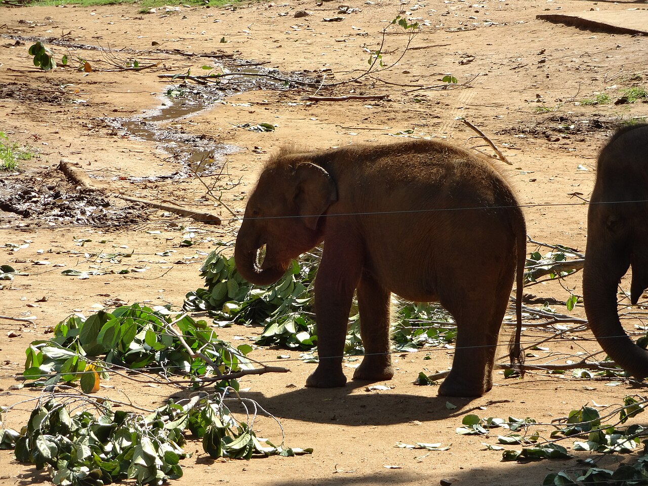 Orphaned elephant calf eating leaves at the Udawalawe Elephant Transit Home
