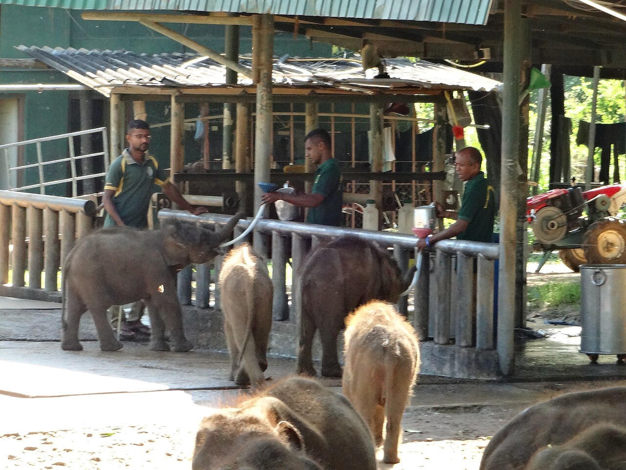Young elephants being bottle-fed at the Udawalawe Elephant Transit Home