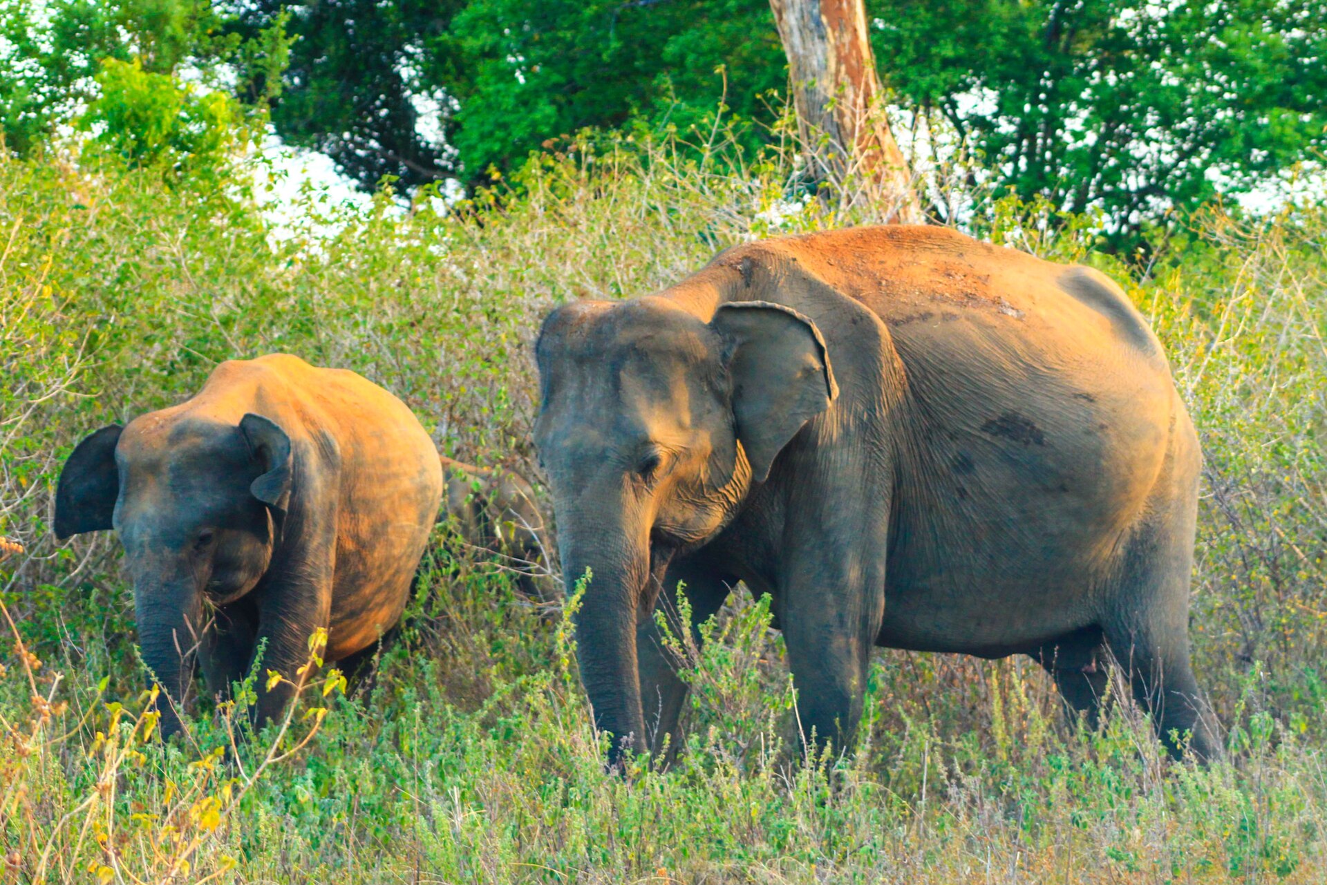 Two Asian elephants moving through Udawalawe National Park grassland in warm light